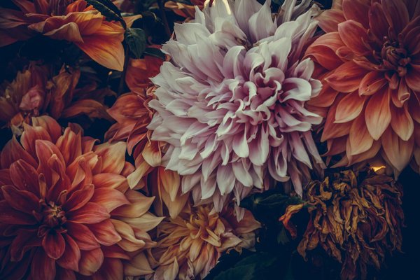 Comment décorer vos étagères pour Noël?